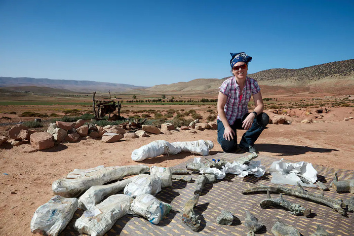 Ce que l’on sait de nouveau sur le dinosaure « cuirassé » découvert à Boulemane