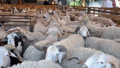 Reconstitution du Cheptel national : 32,8 millions de têtes recensées, 11 milliards de dirhams mobilisés (Tour d'horizon)