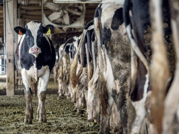 Prix du lait vs viande : Deux dynamiques opposées affectent les éleveurs