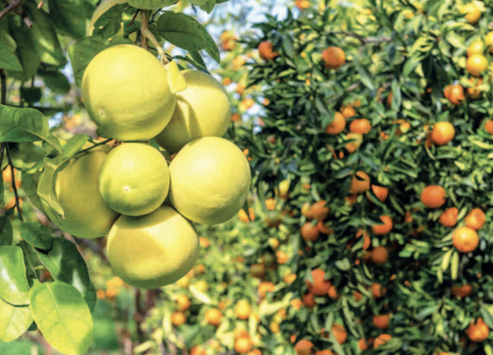 Sécurité alimentaire : La TIS, arme efficace pour protéger les agrumes marocains