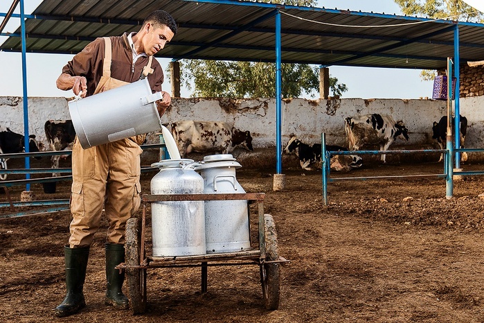 Prix du lait vs viande : Deux dynamiques opposées affectent les éleveurs [INTÉGRAL]