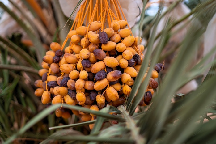 Filière phoénicicole: la récolte débute à Tafilalet sous de bons auspices
