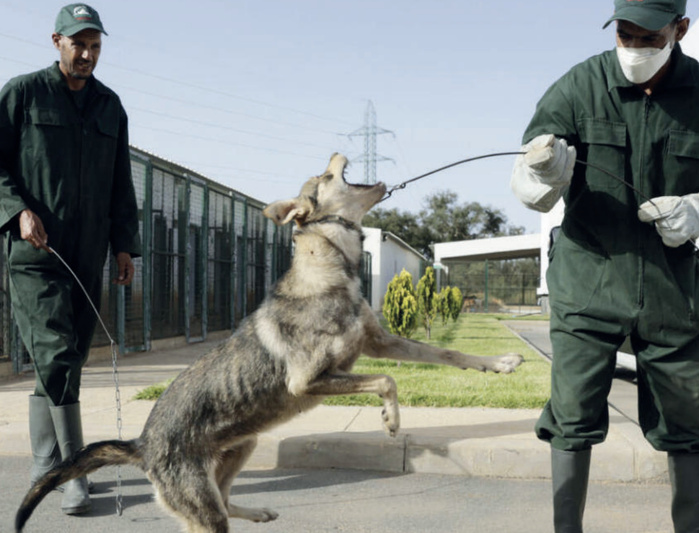 Parlement 2025 : Une législature décisive pour les sans colliers
