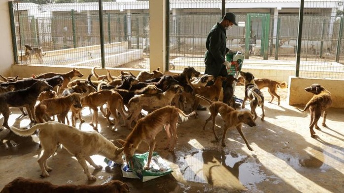 Parlement 2025 : Une législature décisive pour les sans colliers [INTÉGRAL]