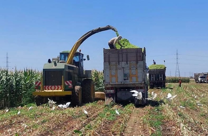 ​El Jadida: +28% de rendement pour le maïs fourrager grâce à Al Moutmir