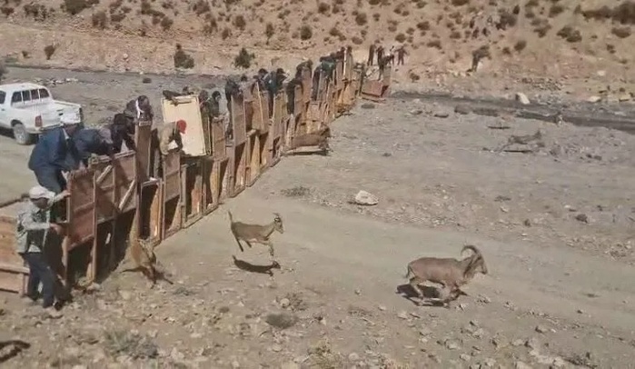 Le Maroc relâche 20 mouflons à manchettes dans le Parc national du Haut Atlas oriental
