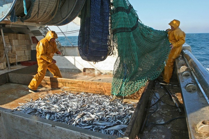Safi, phare d'une pêche en regain