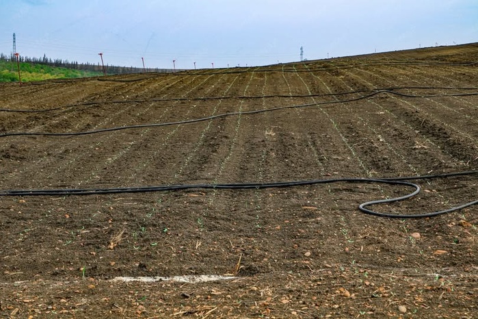 Périmètre du Loukkos: Lancement d’un programme ambitieux de cultures sucrières sur 13.000 hectares