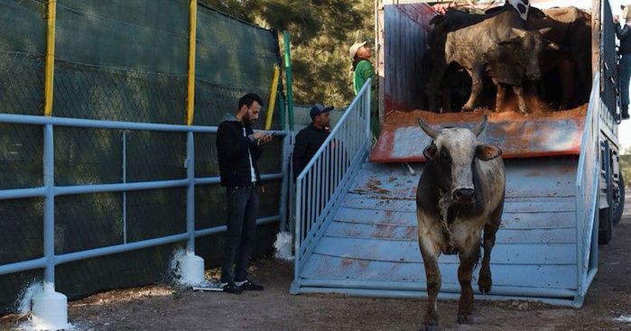 Importation de bovins : le gouvernement double le quota des exonérations