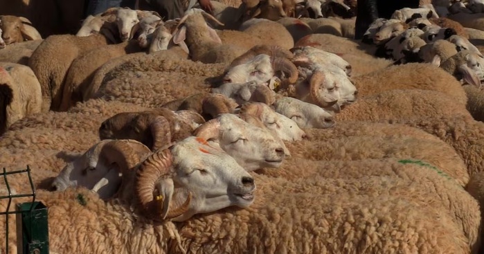 Lancement officiel de l’aide directe aux éleveurs pour reconstituer le cheptel national