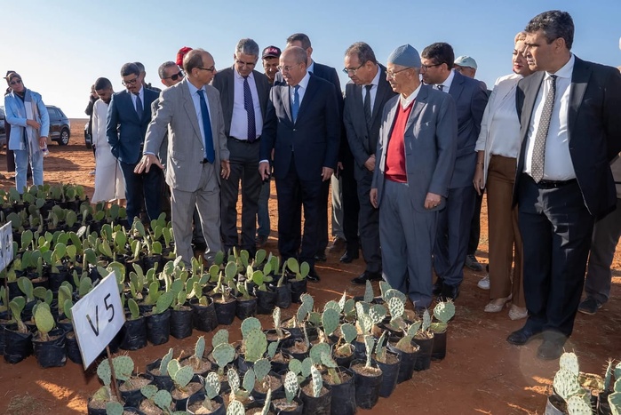 El Jadida: Le ministre de l'agriculture Ahmed El Bouari lance un projet de plantation de cactus résistant à la cochenille à Boulaouane