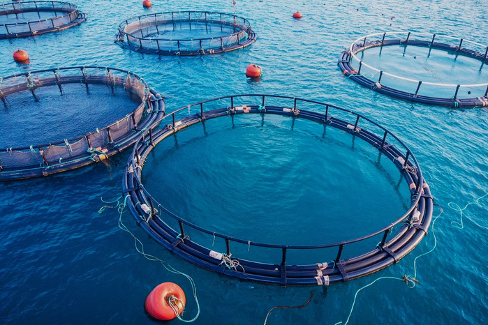 Aquaculture : La Banque Mondiale confirme le potentiel d’un Maroc leader de l’économie bleue