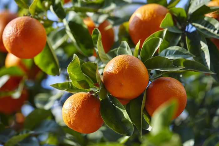 Maroc : les exportations de mandarines vers la Russie bondissent de 74 % en 2025