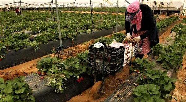 Le rapporteur de l’ONU appelle l’Espagne à mettre fin à l’exploitation des saisonnières marocaines