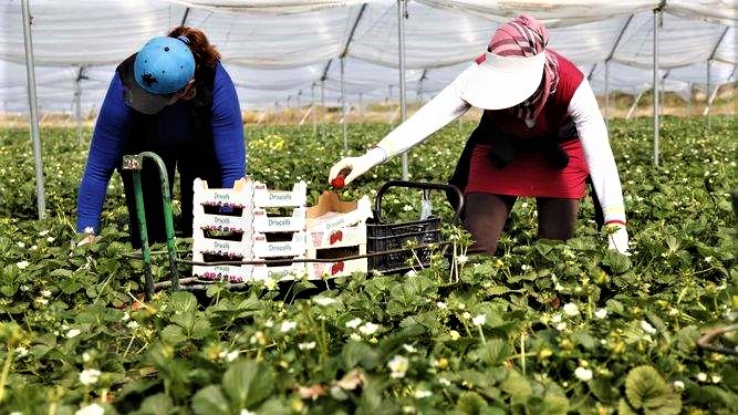 La mésaventure des travailleuses de Huelva tire à sa fin