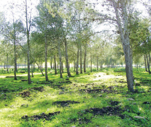 Casablanca : Éclaircissements relatifs aux travaux à la forêt de Bouskoura