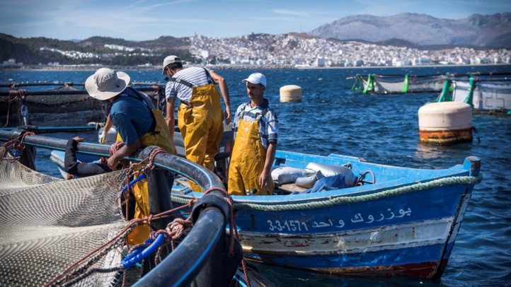 Pêche côtière et artisanale: Repli de 4% des débarquements à fin septembre