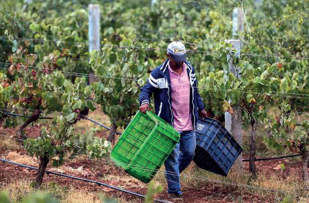 L’économie agricole face à un «choc» thermique