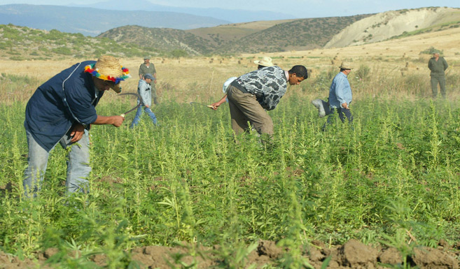 Légalisation du cannabis : Les enseignements du modèle israélien