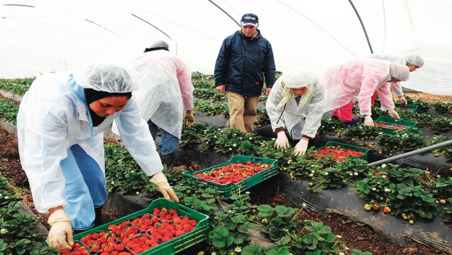 Licenciements abusifs à Huelva : des saisonnières marocaines lâchées par la Justice espagnole