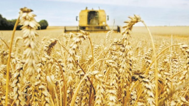 Le Maroc augmentera les droits de douane sur le blé pour aider les agriculteurs