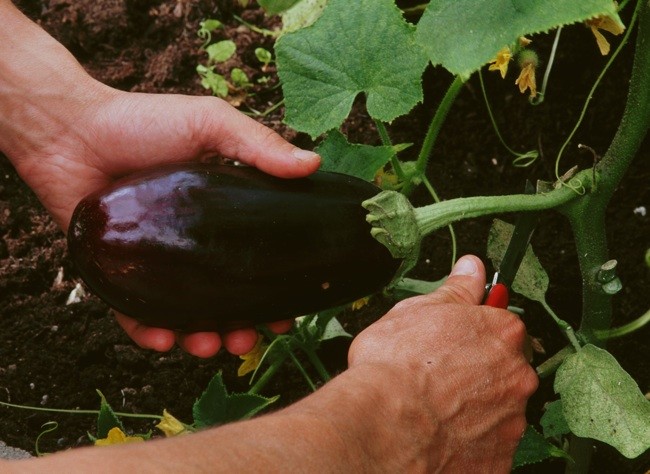 Exportations aux États-Unis : l’aubergine marocaine pose problème