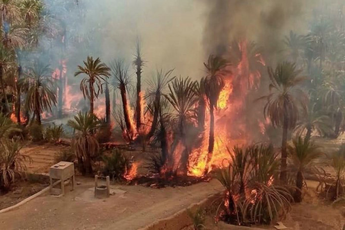 Désastre climatique : Un été de catastrophes dans les forêts et oasis