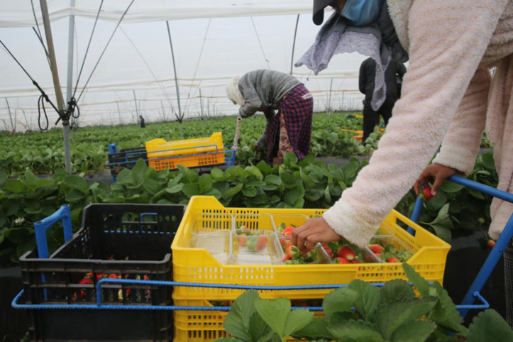 Saison agricole : 12 000 travailleuses marocaines arriveront en Espagne à partir de décembre