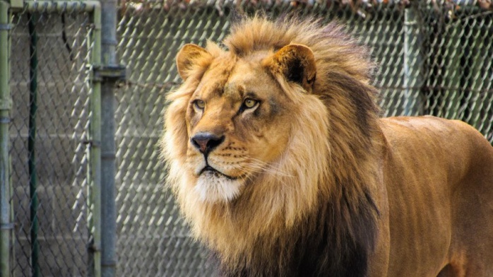 Journée mondiale du Lion : Péripéties historiques d’un grand fauve emblématique [INTÉGRAL]