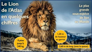 Journée mondiale du Lion : Péripéties historiques d’un grand fauve emblématique [INTÉGRAL]