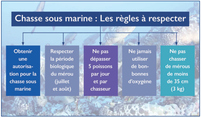Chasse sous-marine illégale : Au Maroc, l’avenir des Mérous est en péril ! [INTÉGRAL]