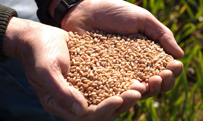 Campagne agricole : la production de céréales augmente de 61,8%