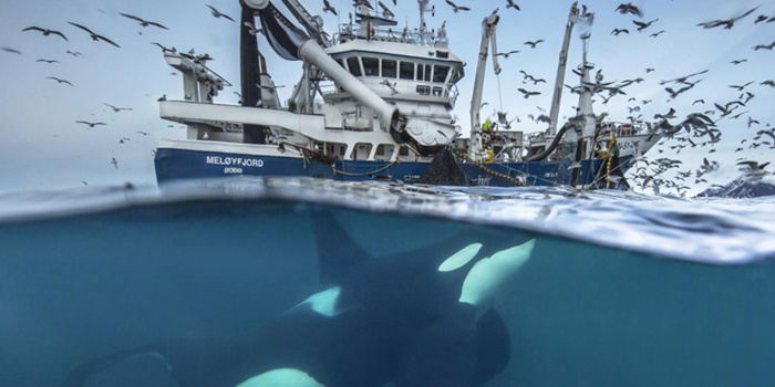 La surexploitation marine impacte les ressources halieutiques.