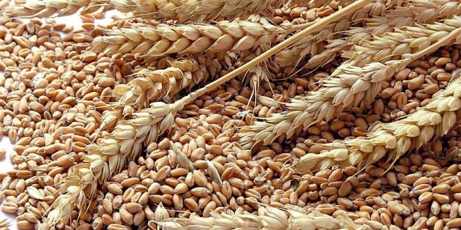 Sécurité Alimentaire : Le Maroc prévoit d'importer 2 millions de tonnes de blé tendre