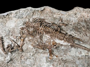 Patrimoine géologique : Paradis paléontologique en manque de musées d’histoire naturelle