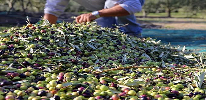 Filière oléicole : Le ministère de tutelle prévoit une production de 1,07 millions de tonnes pendant l’automne 