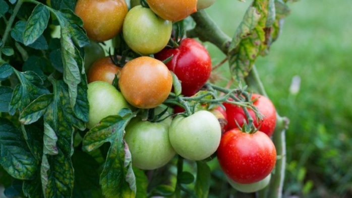 ToBRFV : la tomate marocaine est-elle menacée ? 