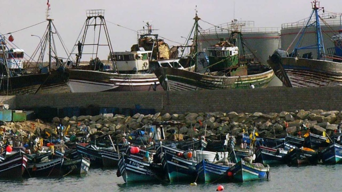 Port de Tan-Tan : Baisse de 29% des débarquements de la pêche côtière et artisanale en 2023