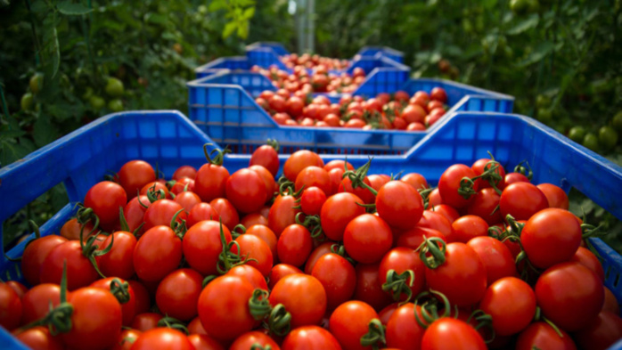 Maroc - UE : La guerre des tomates est déclarée  [INTÉGRAL]