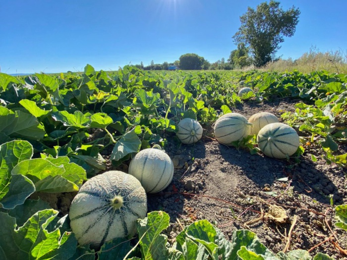 Exportations de melon Marocain : bilan honorable malgré les contraintes climatiques