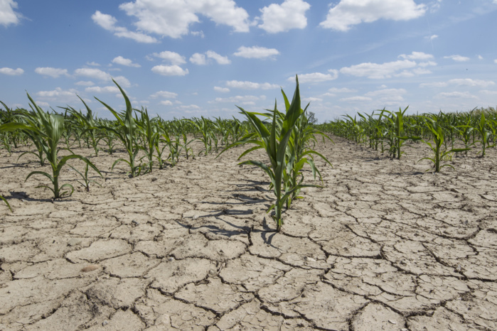 La BM approuve un financement de 40 millions $ pour développer la recherche climatique en Afrique