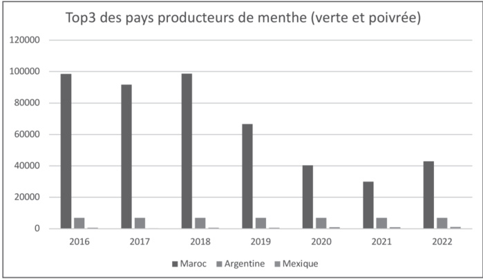 Culture et consommation ramadanesques : Comment la menthe est devenue l’une des plantes les plus populaires au Maroc ? [INTÉGRAL]