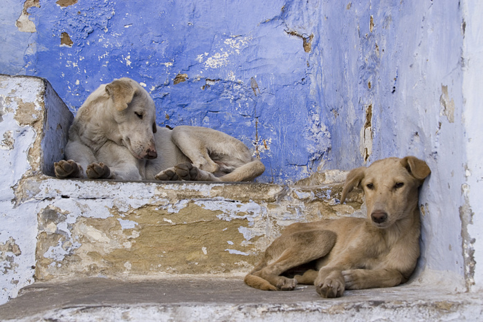 2500 chiens errants sont capturés annuellement à Casablanca.
