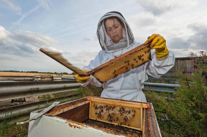 Journée mondiale des abeilles : Après sept années de sécheresse, l’apiculture agonise !