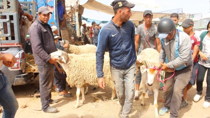 Aïd Al-Adha : 5,8 millions de têtes d’ovins et de caprins disponibles sur les marchés