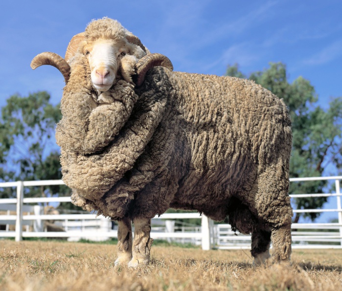 Benslimane : Les habitants se coupent en quatre pour tenir le mouton par les cornes