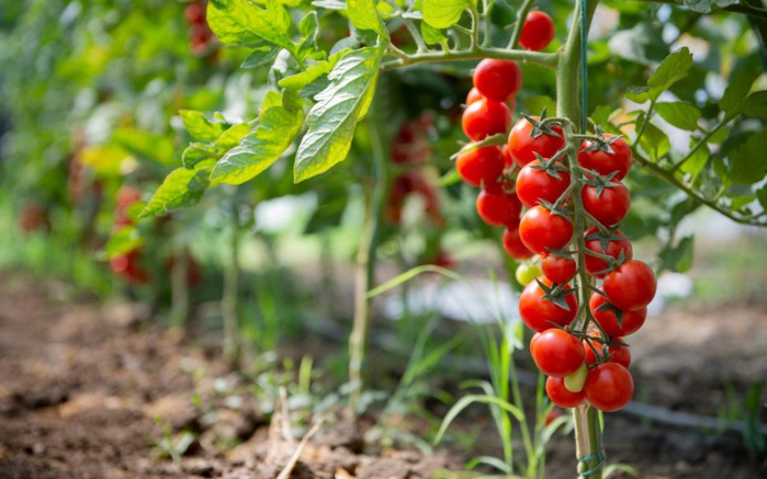 France : Azura dénonce la campagne de dénigrement contre les tomates cerises marocaines