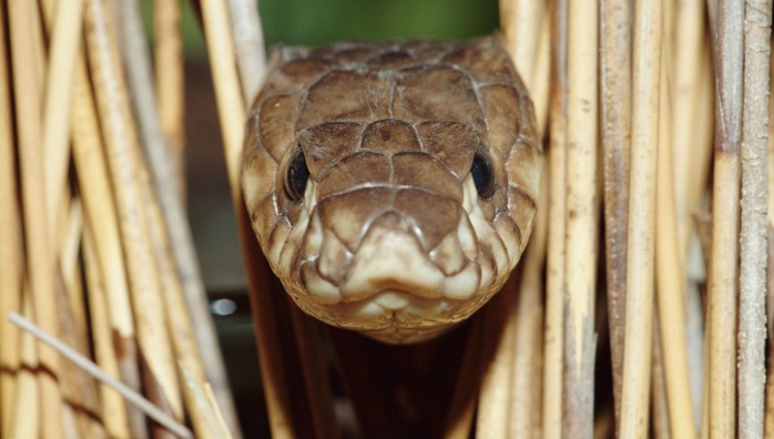 Couleuvres et vipères : Mythes et réalités sur des animaux à « sang-froid » redoutés par les estivants [INTÉGRAL]