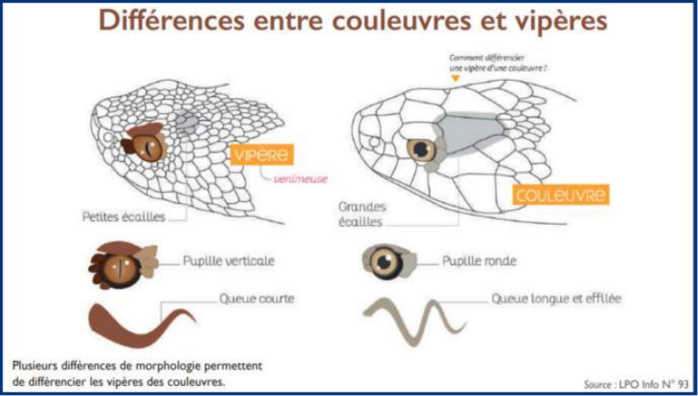 Couleuvres et vipères : Mythes et réalités sur des animaux à « sang-froid » redoutés par les estivants [INTÉGRAL]