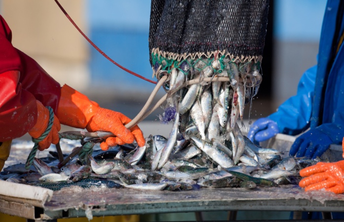 Ressources halieutiques du continent : S’orienter vers une pêcherie durable pour éviter l’épuisement